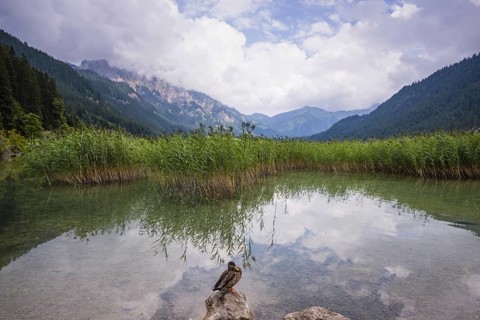 Duck, (Anas platyrhynchosnte), Haldensee, Tannheimer Tal, Tannheimer Berge, Allgäu Alps, Tyrol,