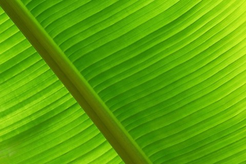 Close-up of a banana leaf with fine lines and distinctive texture