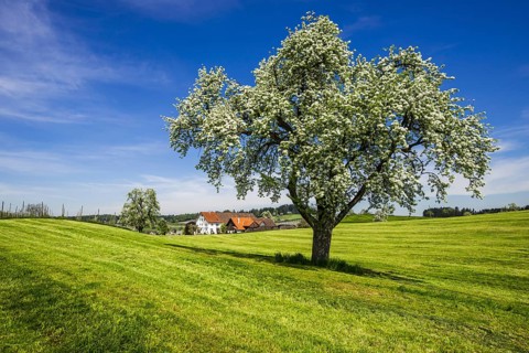 Blue apple tree (Malus domestica), at Lake Constance, Baden-Wuerttemberg, Germany, Europe