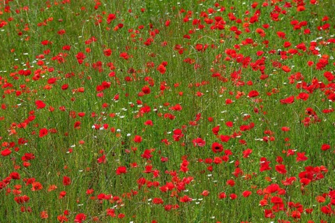 Poppy field near Rovinj, Istria, Croatia, Europe
