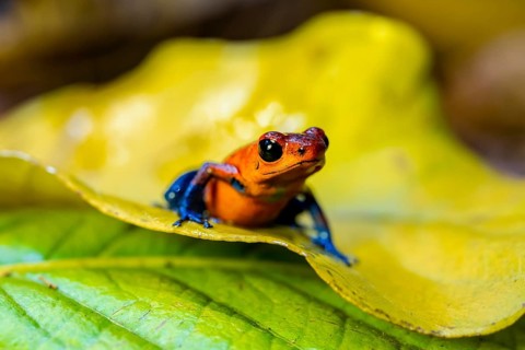 Strawberry frog (Oophaga pumilio) sitting on a yellow leaf, Heredia province, Costa Rica, Central