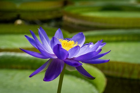 Water lily (Nymphea), Princess of Wales Conservatory, Royal Botanic Gardens (Kew Gardens), UNESCO