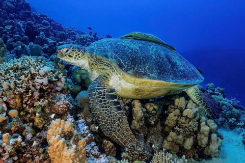 Underwater photo of a large specimen of green turtle (Chelonia mydas) Green turtle lying on