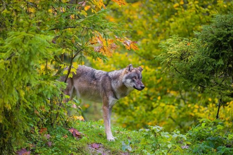 An adult male eurasian gray wolf (Canis lupus lupus) stands on hilly terrain on a green meadow at