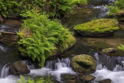 Flowing, silky water with ferns and rocks in the Edmunds Gorge, river Kamnitz, Hrensko, Ustecky