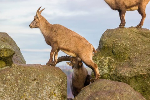 Two ibex (Capra ibex), a male and a female, stand on a rock. The male shows some flehming and