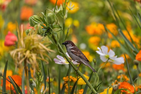 One male house sparrow (Passer domesticus) collecting insects in a flowering field of poppy