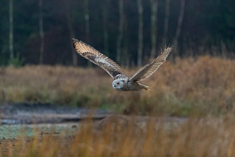 One Siberian Eagle Owl (Bubo bubo sibiricus) flying over tall reed grass lakeshore on an autumnal