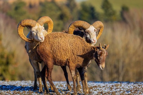 Three snow sheep (Ovis nivicola), or Siberian bighorn sheep stand on a snow covered meadow
