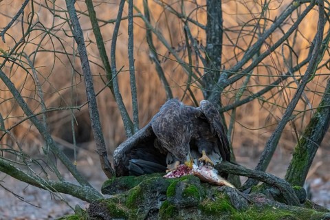 One white-tailed eagle (Haliaeetus albicilla) sitting on a small hammock feeding on a common carp.