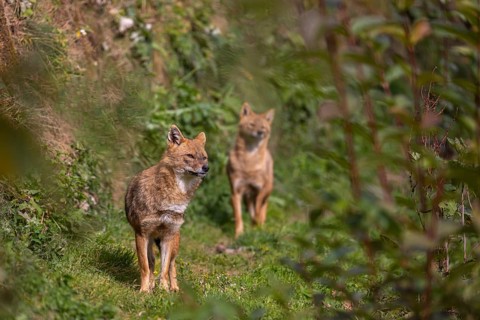 Two golden jackal (Canis aureus) walking through dense green vegetation