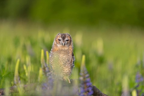 One young Ural owl (Strix uralensis) sitting on a branch lying in a field of flowering lupines in