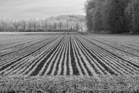 Black and white photo, field with graphic lines, hoarfrost, Husen, Dortmund, Ruhr area, North