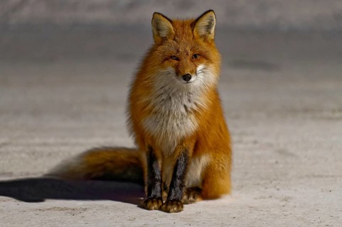 Red fox (Vulpes vulpes), winter, sitting in the snow, front view, detail, evening light, Yukon