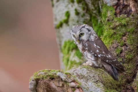 Great Horned Owl (Aegolius funereus) Bavaria, Germany, Europe