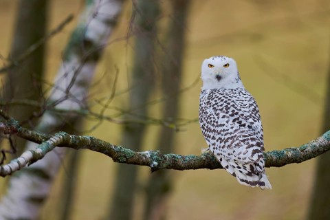 Snowy owl on branch (Bubo scandiacus) captive, Czech Republic, Europe