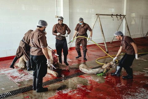 Camel slaughter (halal), Salalah slaughterhouse, Dhofar, Oman, Asia