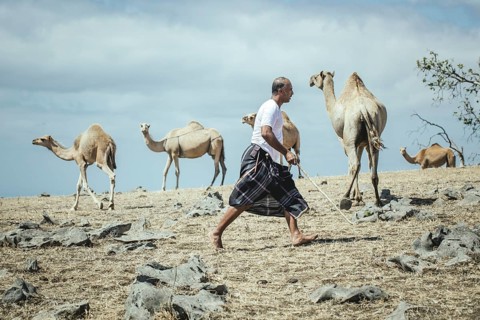 Camels (camelus dromedarius) grazing on a plateau on a cliff, Dalkut, Dhofar, Oman, Asia