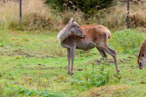 A severely injured red deer hind (Cervus elaphus) licks the large wounds on her chest