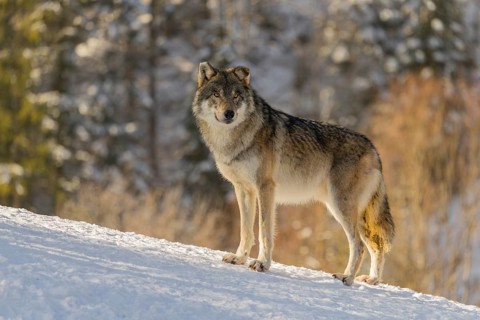 An adult male grey wolf (Canis lupus lupus) stands on a sloping, snow-covered meadow at the edge of