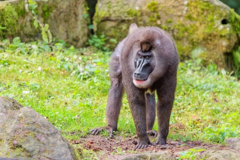 An adult male drill (Mandrillus leucophaeus) stands on the green forest floor, looking around