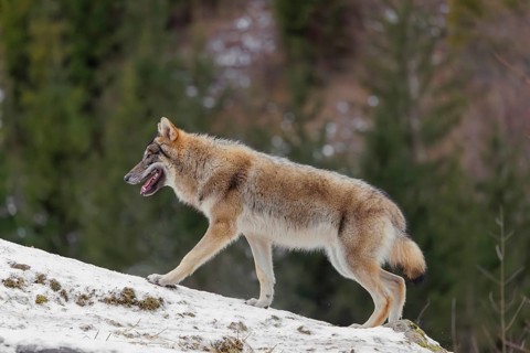 A young grey wolf (Canis lupus lupus) runs across the sloping, snow-covered meadow at the edge of a