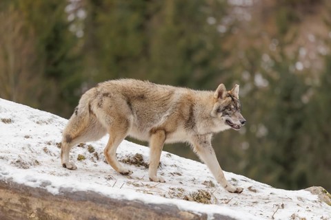 A young grey wolf (Canis lupus lupus) runs across the sloping, snow-covered meadow at the edge of a