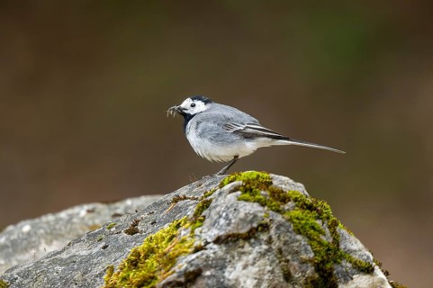 White wagtail (Motacilla alba) sitting on a rock, Bavaria, Germany, Europe