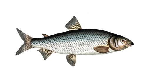 Fish, Fish, Salmon family, Salmo lavaretus, Houting, Atlantic salmon, Atlantic salmon family,