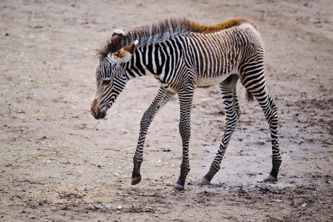 Grévy's zebra (Equus grevyi), youngster, Germany, Europe