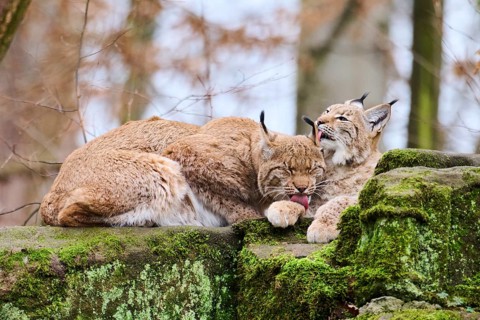 Eurasian lynx (Lynx lynx) mother with her youngster lying on a rock, Bavaria, Germany, Europe