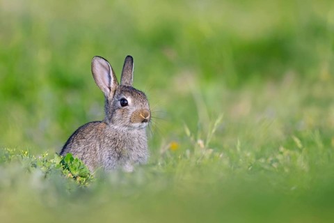 European rabbit, young common rabbit (Oryctolagus cuniculus) juvenile, kit sitting in pasture in