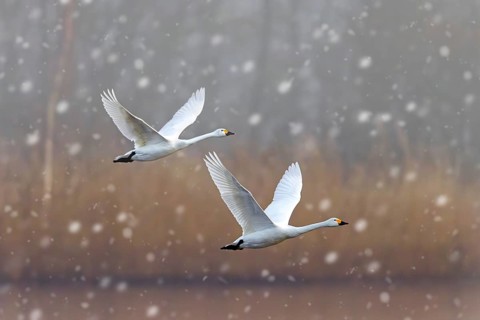 Bewick's swans, tundra swan (Cygnus bewickii) pair flying low over water of lake during snowfall in