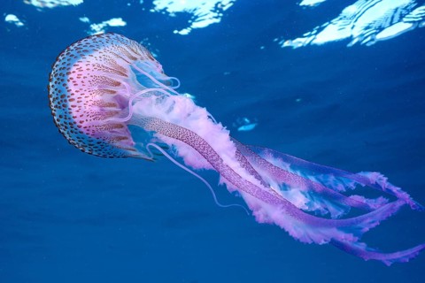 Luminous jellyfish (Pelagia noctiluca) with long, flowing tentacles in blue water, dive site Cap de