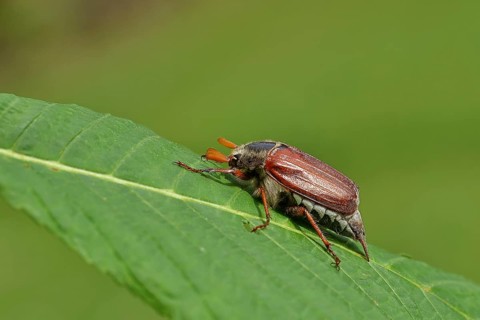 Wood cockchafer (Melolontha hippocastani), male, on leaf of a horse chestnut (Aesculus