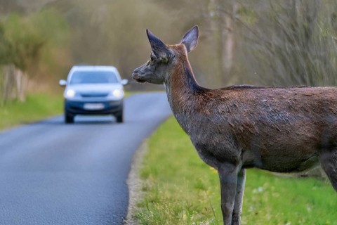 Symbolic image Danger due to deer crossing: A deer stands on a country road with an approaching car