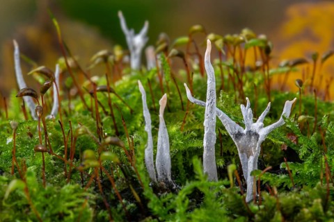 Candlestick fungus, candlesnuff fungus, carbon antlers, stag's horn fungus (Xylaria hypoxylon) on