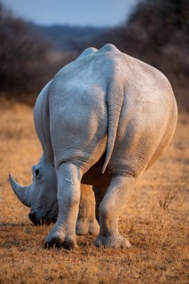 Southern white rhinoceros (Ceratotherium simum simum), rhinoceros from behind, in the evening