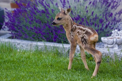 A fawn (Capreolus capreolus), standing in a garden. Hand raised orphan