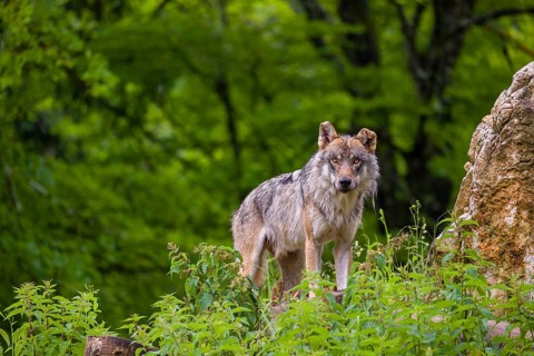 A eurasian gray wolf (Canis lupus lupus) stands on a grassy hill with a green forest in the