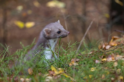 One beech marten (Martes foina) running thru a forest of pines. Trees and undergrowth around