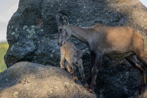 One adult female ibex (Capra ibex) standing on a rock, grooming her baby