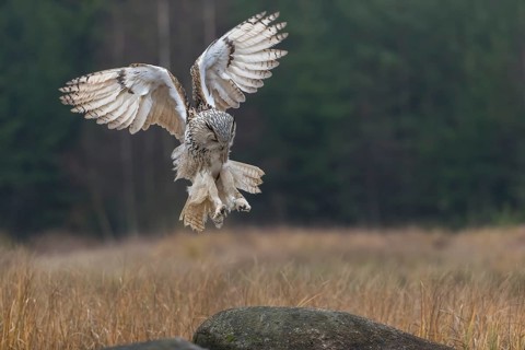 One Siberian Eagle Owl (Bubo bubo sibiricus) landing on a rock between tall reed grass lakeshore on