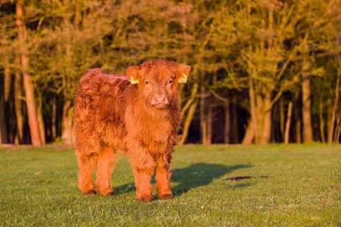 One Highland calf (Bos primigenius) taurus) stands on a meadow
