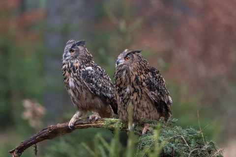 One female and one male Eurasian Eagle Owl, Bubo bubo, perched on a branch. A forest in autumn