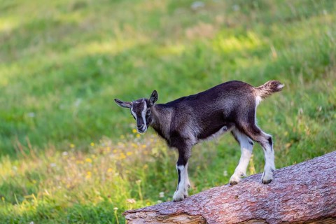 One Tauernschecke goatling, Capra aegagrus hircus, standing on a tree trunk lying on meadow