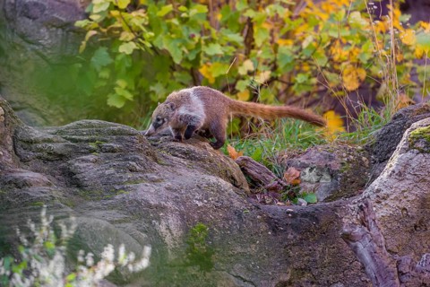 A white-nosed coati (nasua narica) runs on rocky terrain in a forest