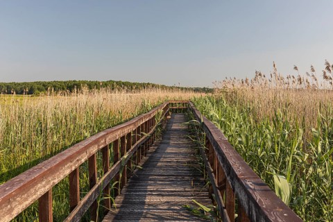 Boardwalk through the Narew Nationalpark in NE Poland. Tall reed grass on a clear and sunny day