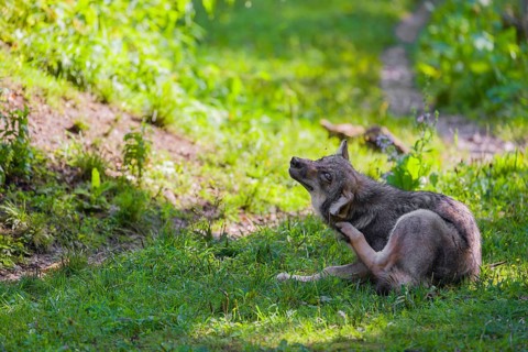 A gray wolf pup (Canis lupus lupus) sits on a green meadow and scratches himself with his hindleg