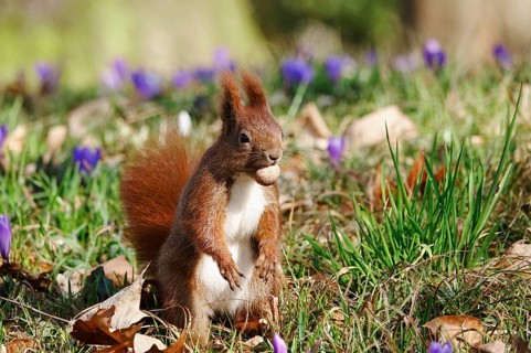 Squirrel with nut, crocus meadow, early March, Germany, Europe